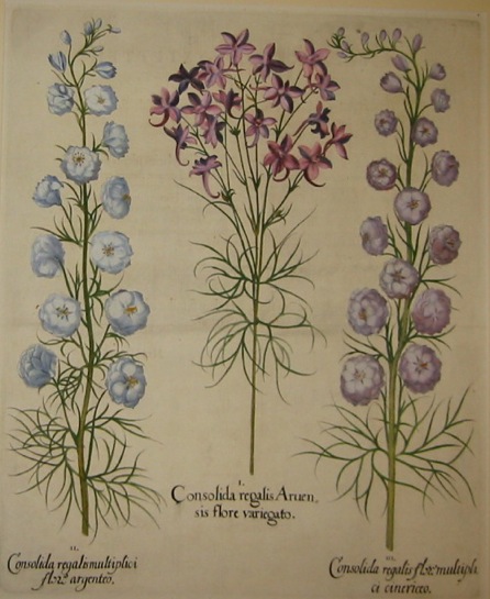Besler Basilius (1561-1629) Consolida regalis Aruensis flore variegato... 1613 Norimberga